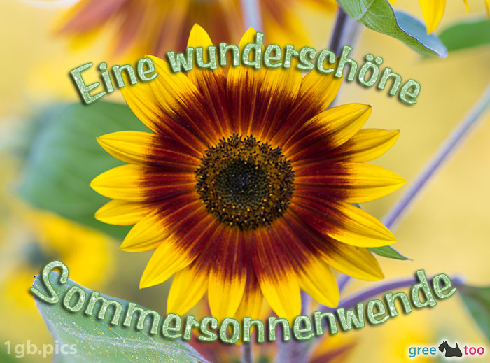 Sonnenblume Eine Wunderschoene Sommersonnenwende