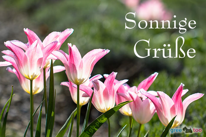 Sonnige Gruesse