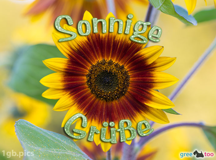 Sonnenblume Sonnige Gruesse Bild - 1gb.pics
