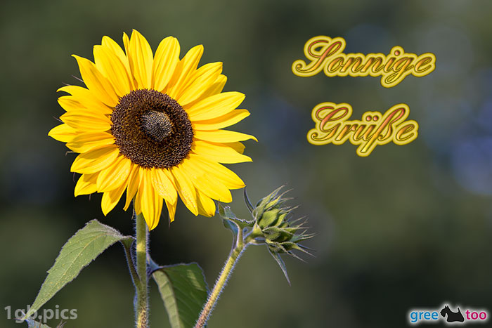 Sonnenblume Sonnige Gruesse Bild - 1gb.pics