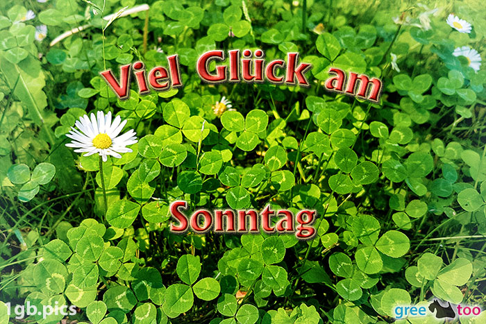Klee Gaensebluemchen Viel Glueck Am Sonntag Bild - 1gb.pics