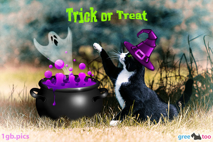 Katze Trick Or Treat