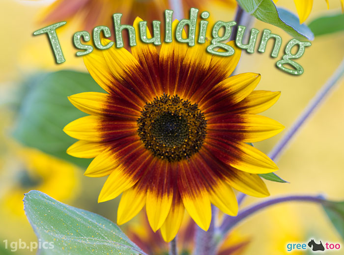 Sonnenblume Tschuldigung