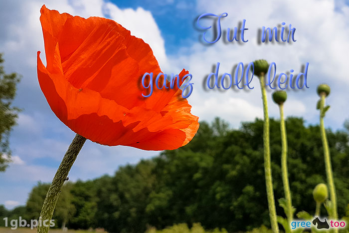 Mohnblume Tut Mir Ganz Doll Leid