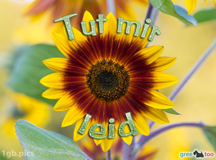 Sonnenblume Tut Mir Leid