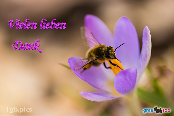 Krokus Biene Vielen Lieben Dank