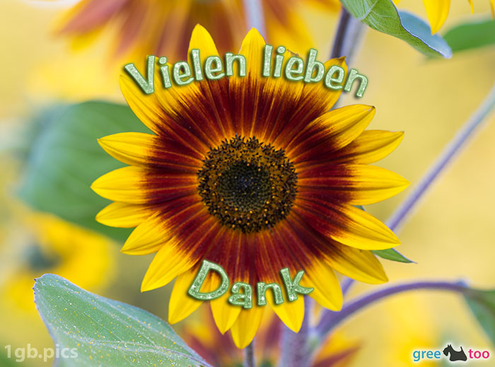 Sonnenblume Vielen Lieben Dank Bild - 1gb.pics