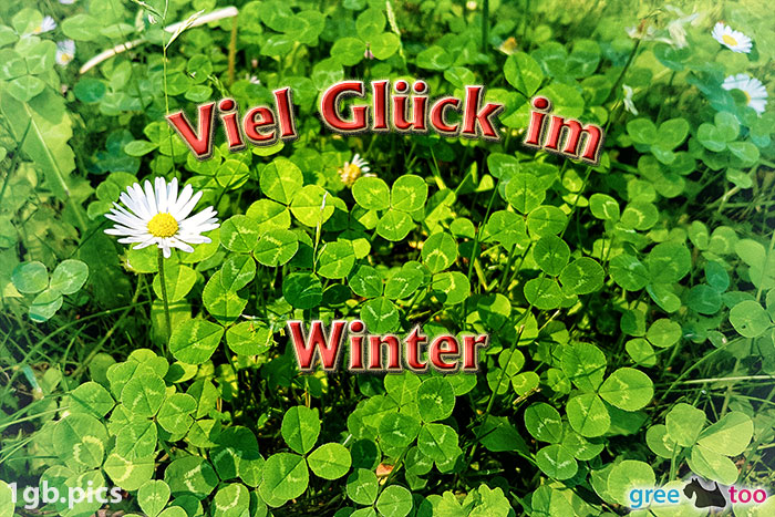 Klee Gaensebluemchen Viel Glueck Im Winter Bild - 1gb.pics