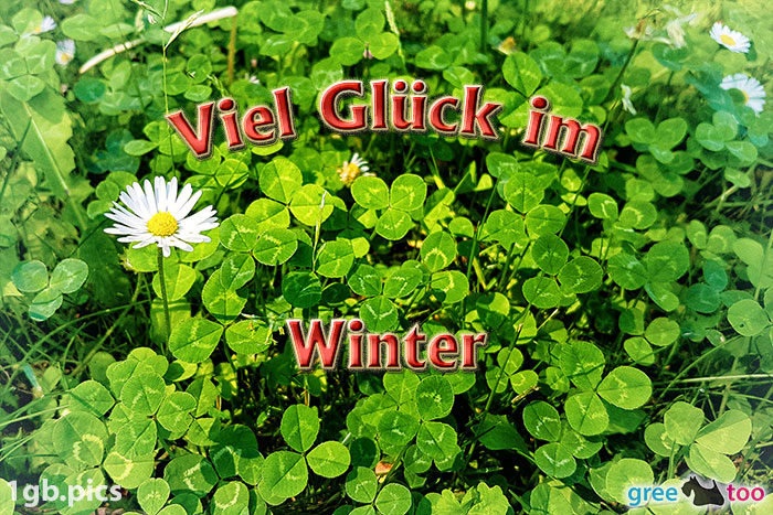 Klee Gaensebluemchen Viel Glueck Im Winter