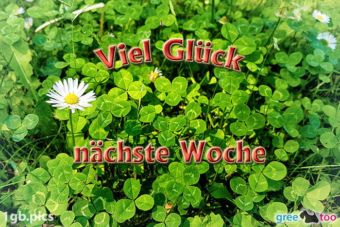 Klee Gaensebluemchen Viel Glueck Naechste Woche