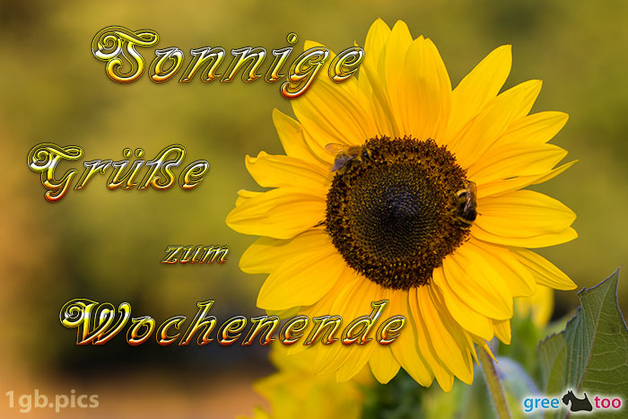 Sonnenblume Bienen Zum Wochenende