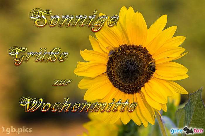 Sonnenblume Bienen Zur Wochenmitte